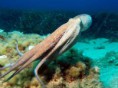/album/fotogaleria/un-pulpo-comun-jpg/